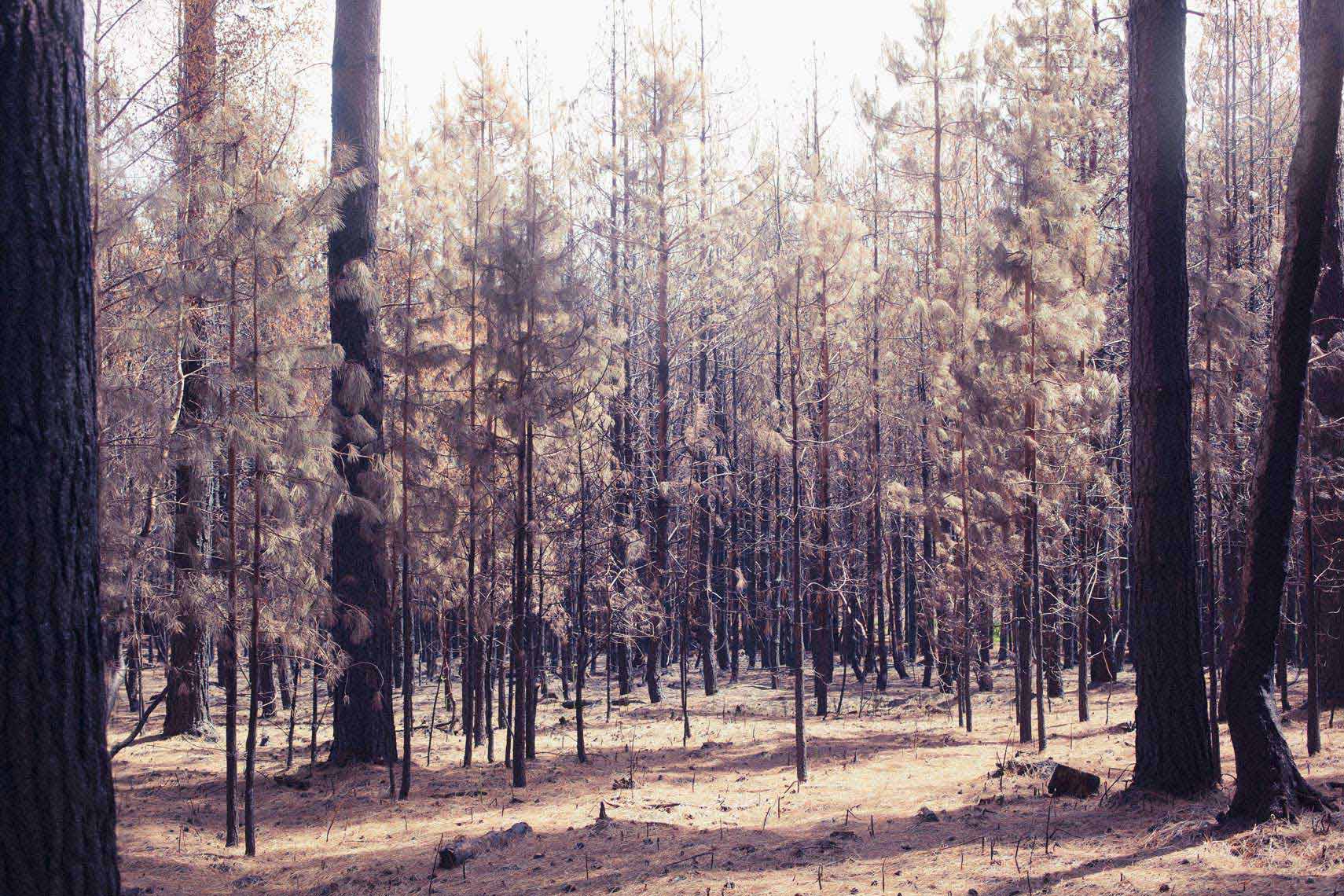 Burnt Forest landscape